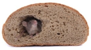 mouse eating through a loaf of bread Don't give the mice easy access to your food