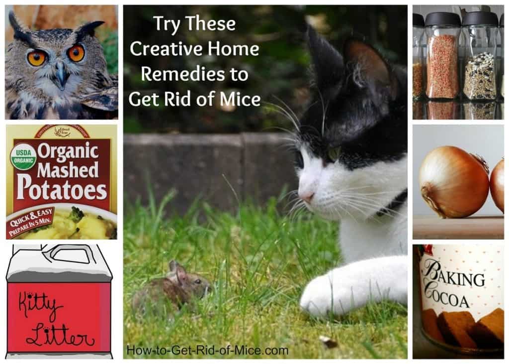 Natural Home Remedies To Get Rid Of Mice