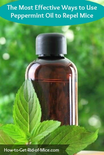 mice repellent peppermint oil