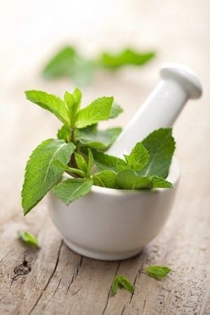 peppermint spray for mice recipe