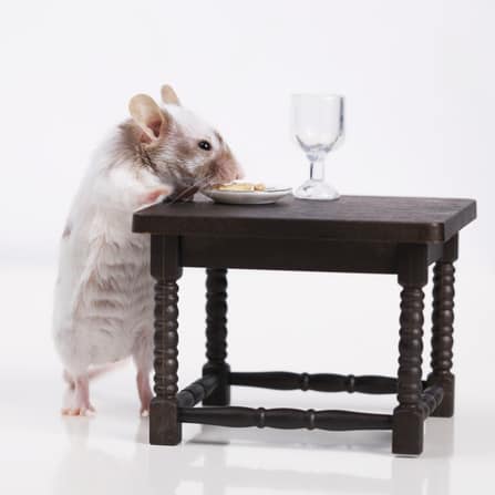 Ratón comiendo en la mesa de la cocina