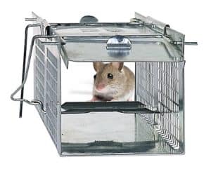 Havahart-1020-trap-with-mouse
