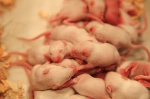 Baby pink and white mice Baby pink and white mice