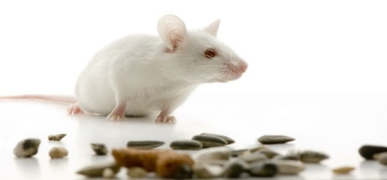 Mouse tempted by bird seed as mouse trap bait