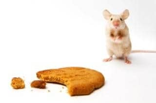 Mouse eating peanut butter cookie