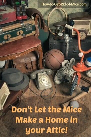 Think there is no way mice could find their way into your attic? It's one of their favorite hiding spots. Follow our easy tips to get rid of mice in the attic once and for all.