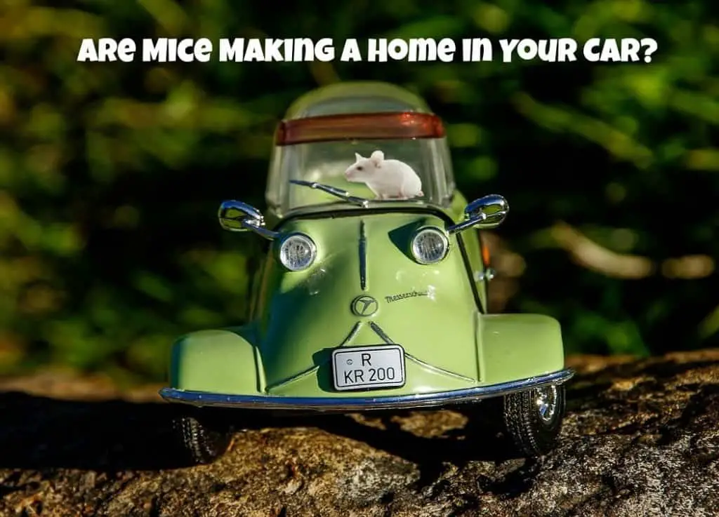 How to Keep Mice and Other Rodents out of Cars & RVs