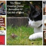 Natural Ways to Get Rid Of Mice - 11 Popular Home Remedies