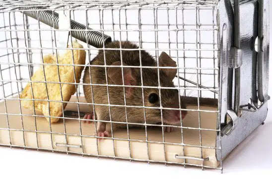 Trap mice with cages to move them safely out of your house