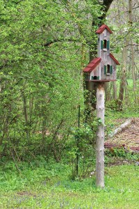 Attracting mice with bird feeders and nearby wooded hiding areas.