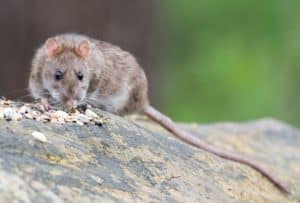 photo of brown rat eating seeds outside
