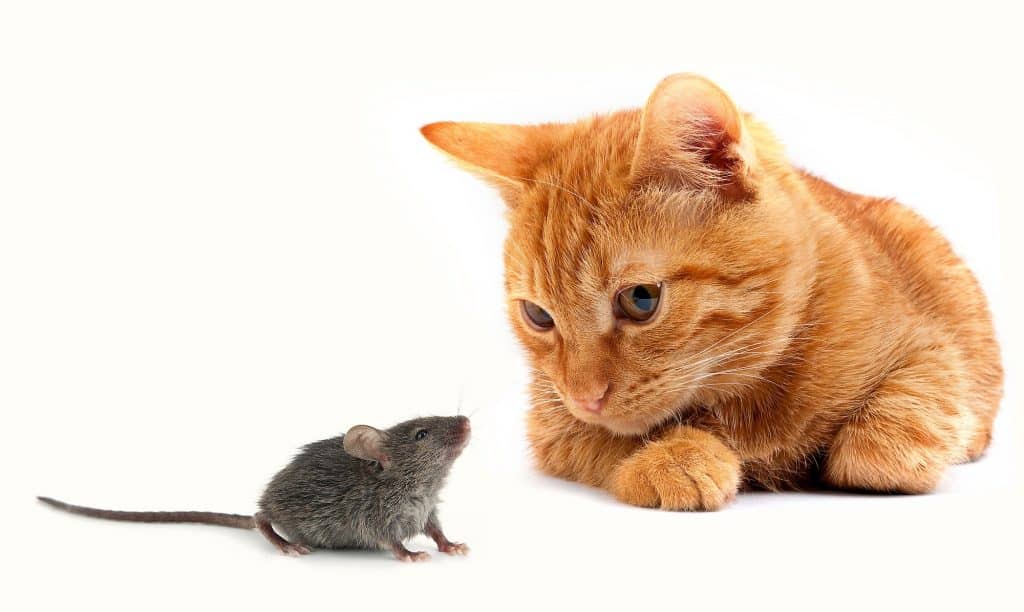 orange tabby staring at grey mouse