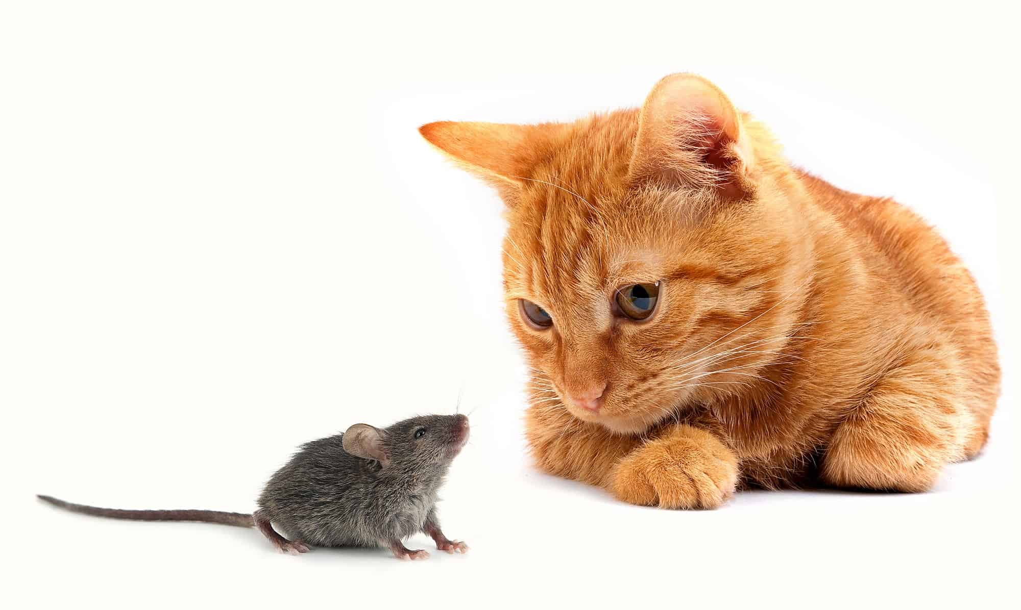 A Cat is the Best Natural Mouse Deterrent How to Get Rid of