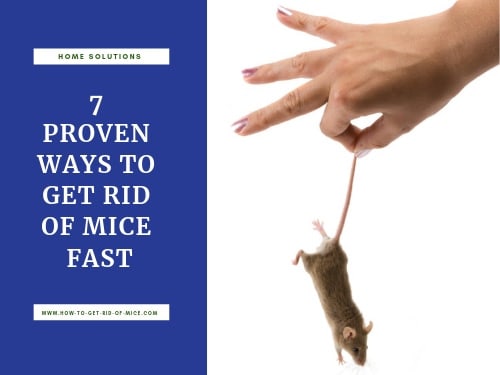 How to Get Rid of Mice in Your House Fast (and Keep Them Away)