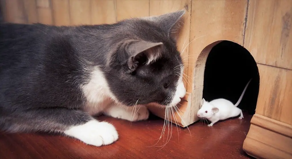 Grey and white cat staring at a little white mouse.