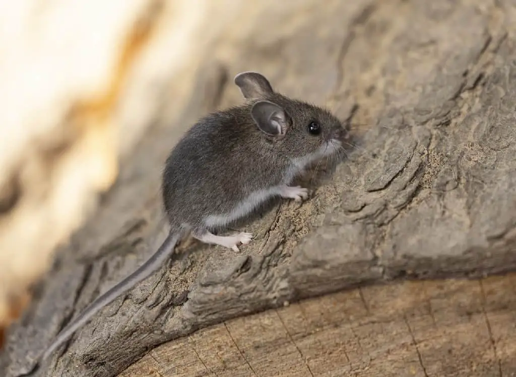 What Are The Different Types of Mice Around Your House and Yard?