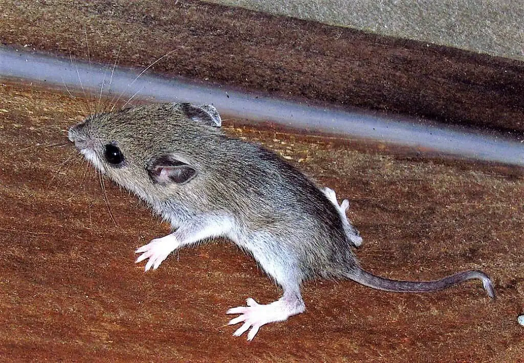 What Are The Different Types of Mice Around Your House and Yard?