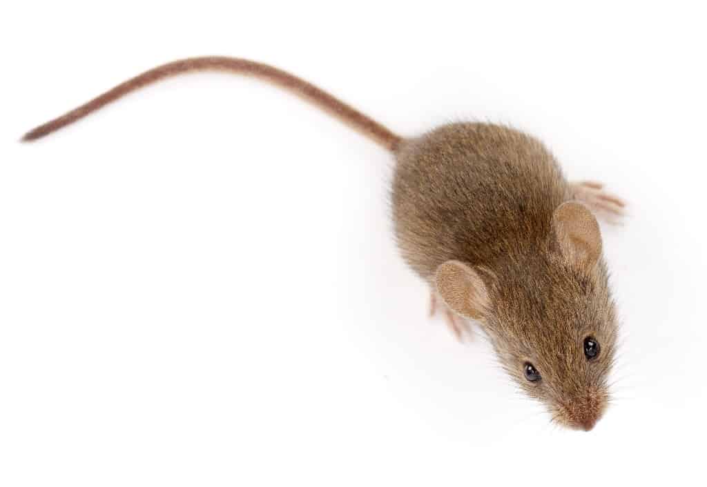 What Are The Different Types of Mice Around Your House and Yard?