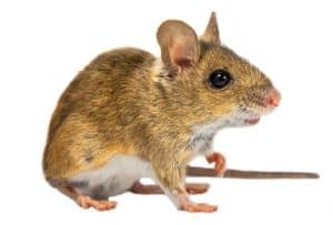 brown field mouse tritching his nose
