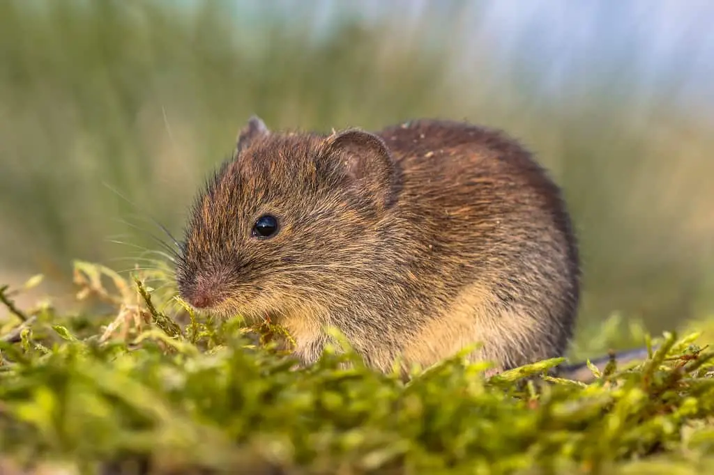 small vole sitting in grass