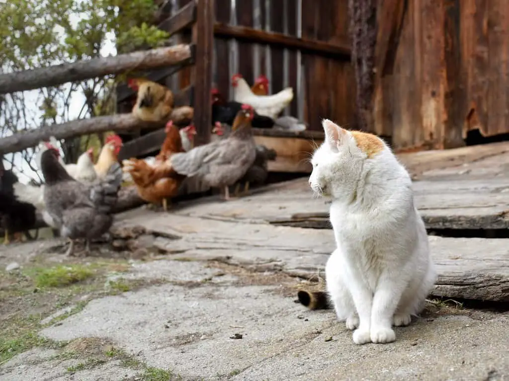 7 Ways to Keep Mice Out of the Barn and Away From Your 