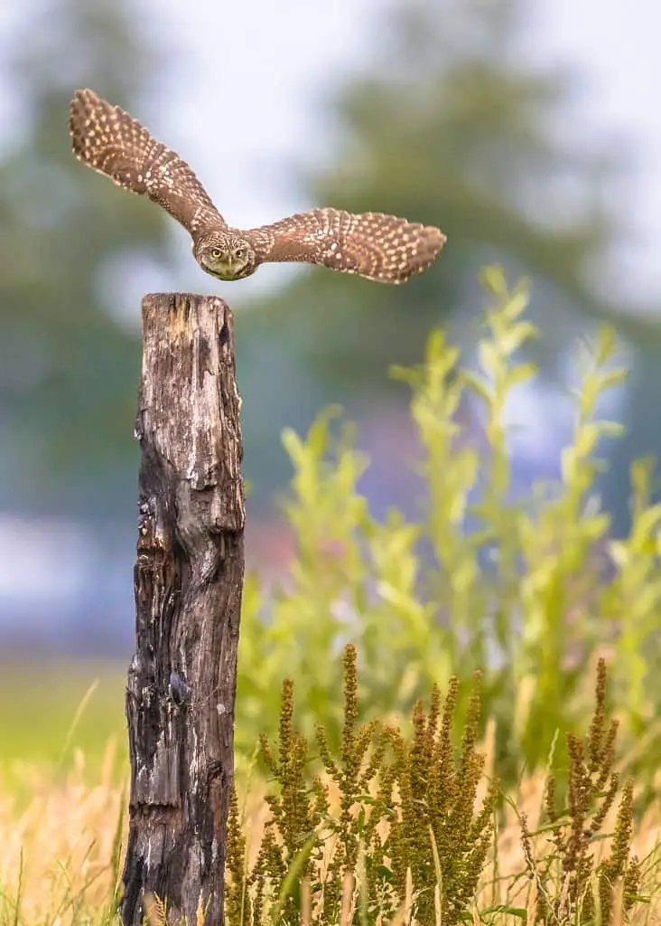 Owl in mid flight ready to hunt for the night.