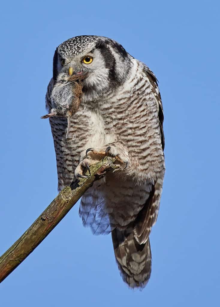 northern hawk owl eating a mouse
