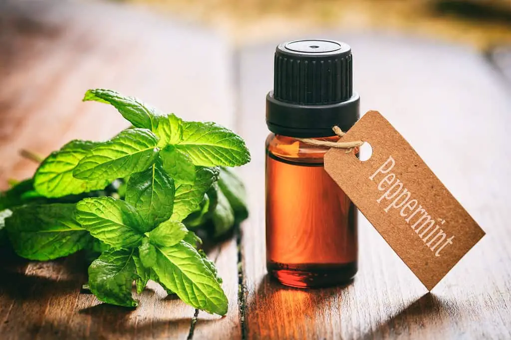 peppermint spray for mice ratings and reviews