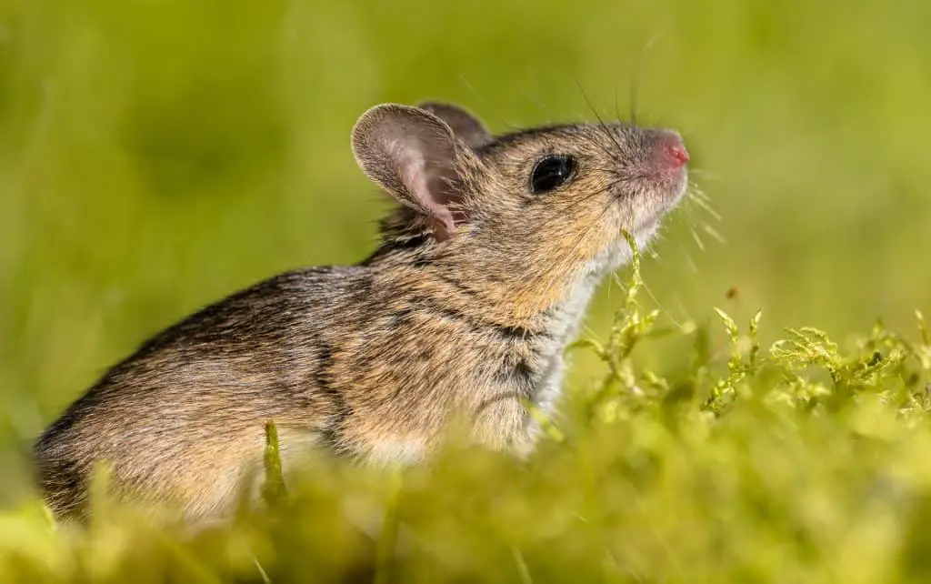 mouse smelling the air