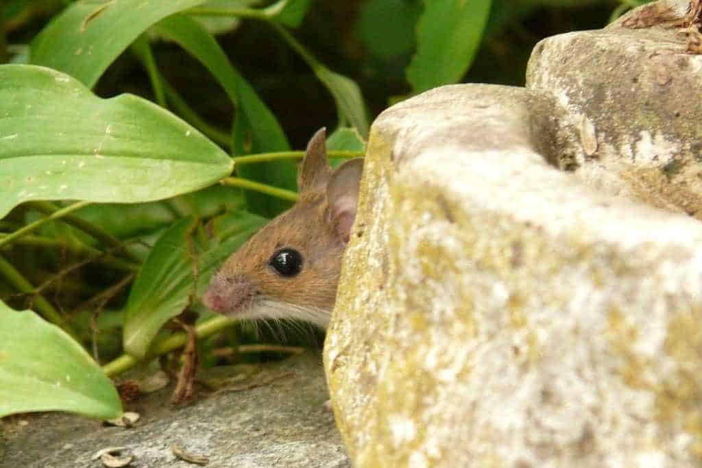 Mouse Hiding behind a rock in hosta garden