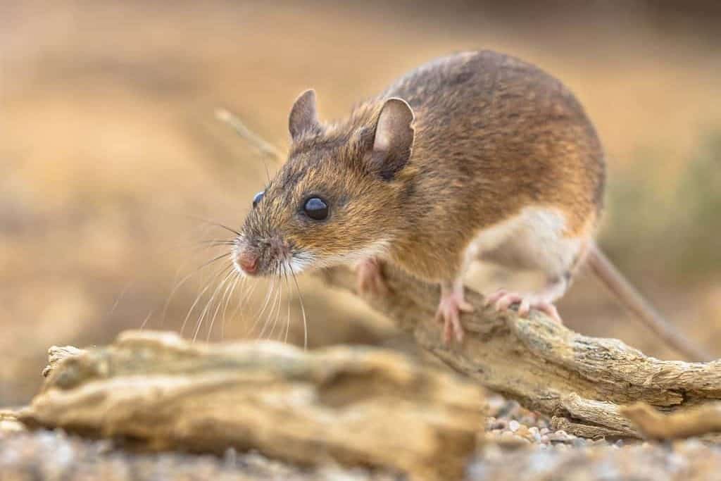 small wood mouse perched on a branch