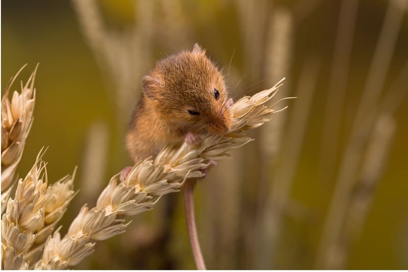 What Do Mice Eat? Learn What Mice Eat In The Wild (And In Your Home)