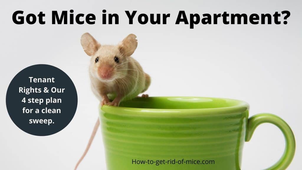 How to Get Rid of Mice in your Apartment