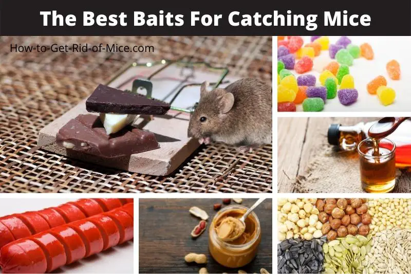 10 Of The Best Mouse Trap Baits To Catch Mice Fast