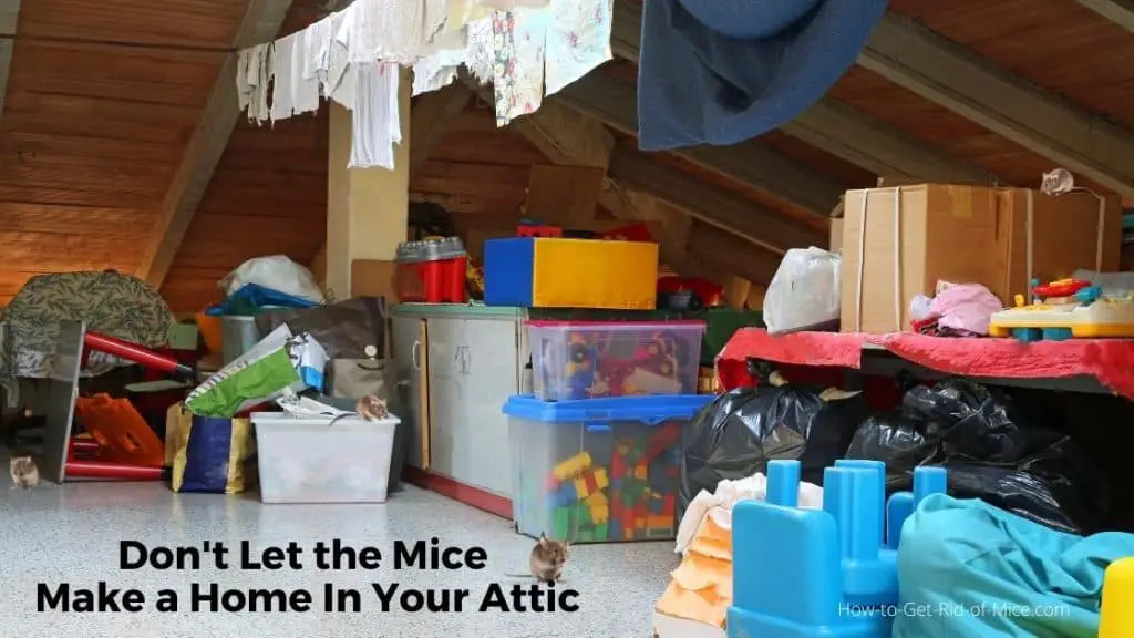 attic full of storage items and mice