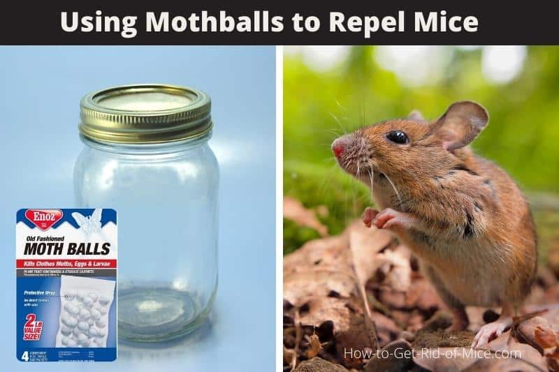 Moth Balls And Mice