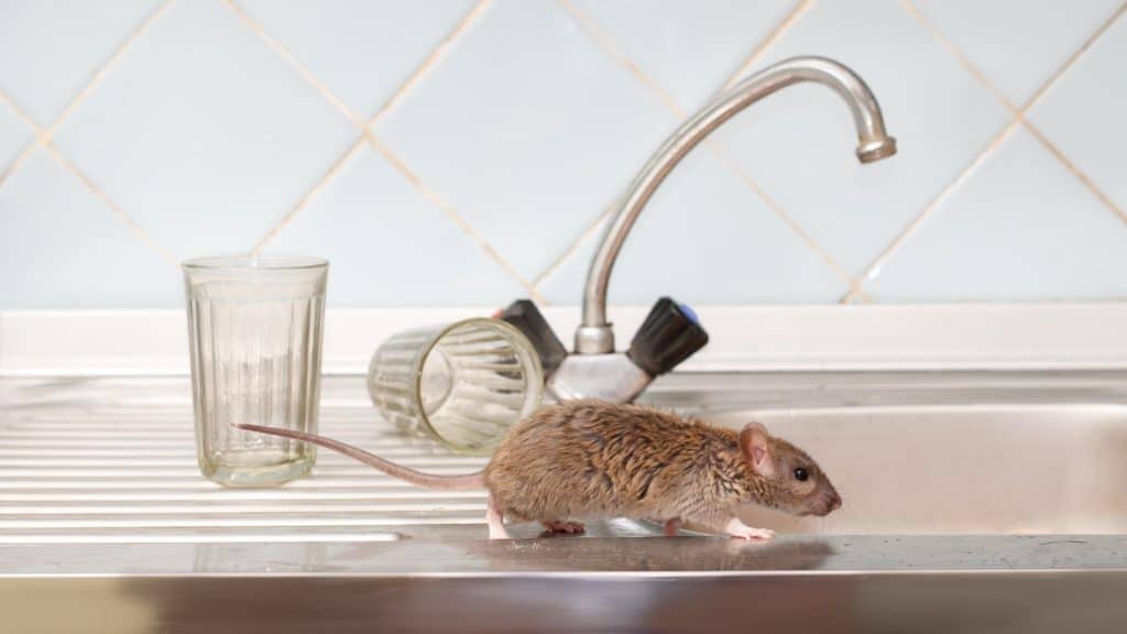 rodent running along the kitchen counter