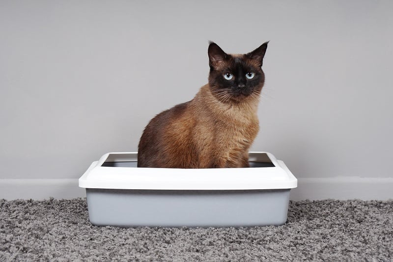 https://how-to-get-rid-of-mice.com/wp-content/uploads/2022/01/cat-using-litter-box.jpg