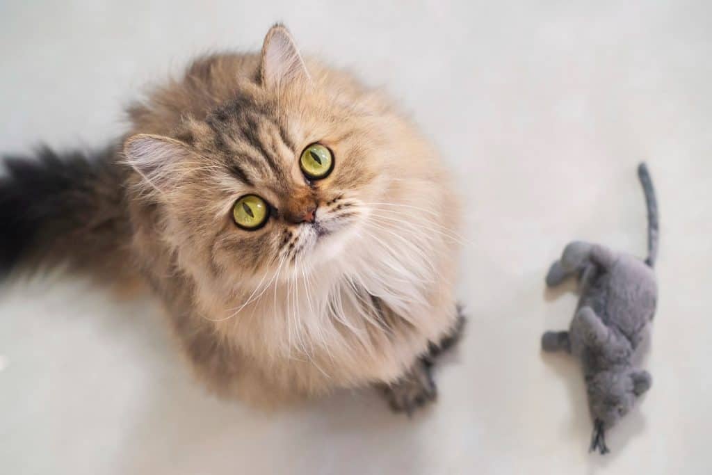 Persian cat looking up at the camera with a mouse next to it