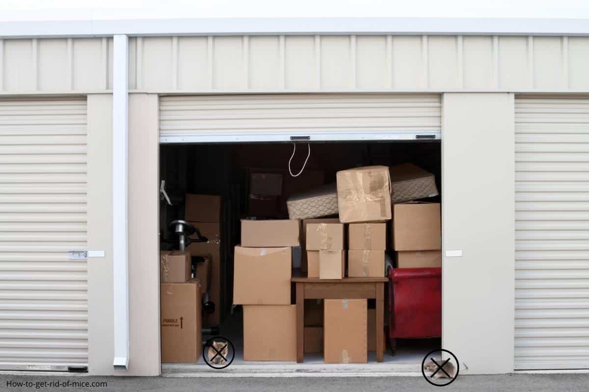 How To Keep Mice Out Of Storage Units 5 Steps to Pest Free Storage